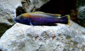 Melanochromis melanopterus 'Nkolongwe' Galerie Melanochromis melanopterus 'Nkolongwe'